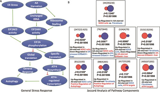 (A) A schematic representation of two branches of the ISR. Unfolded protein ER stress or amino acid starvation activates two separate kinases, EIF2AK3 or EIF2AK4, which phosphorylates EIF2A. Phosphorylated EIF2A then represses general translation in the cell, but stimulates translation of a subset of response genes including the transcription factor ATF4. A consequence of ATF4 activation is the downstream activation of autophagy. (B) The results of Jaccard similarity analyses using independently curated gene sets that represent different aspects of the ISR. These results show significant similarity between genes up-regulated after amino acid starvation and genes down-regulated in EIF2A kinase mutant cells, ATF4 target genes and genes annotated with the GO term ‘positive regulation of autophagy’ (GO:0010508, downloaded from a Mouse Genome Informatics Query performed on 17 August 2018).