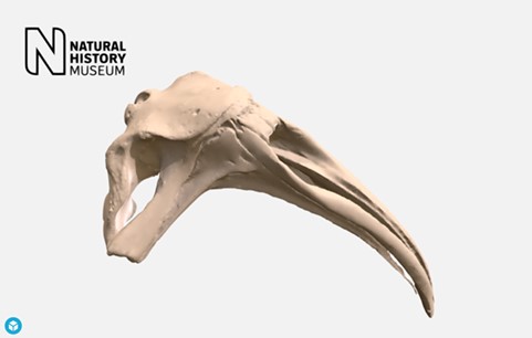 Sketchfab 3D model of southern right whale cranium http://data.nhm.ac.uk/dataset/3d-cetaceanscanning/resource/63a6168b-4594-4998-964e-86b8f7398e9c.