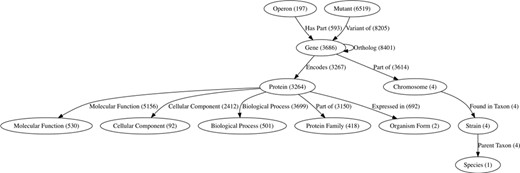 The semantic data model within Wikidata for ChlamBase content. Nodes in this graph represent classes of Wikidata items that are used in ChlamBase, with the count of each item class in parentheses. Edges in the graph represent statements in Wikidata that relate two items, with the total edge count between item types shown in parentheses.