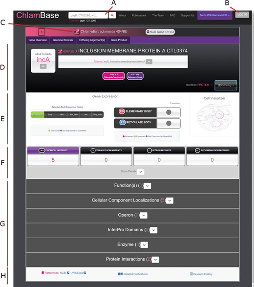 Overview of the ChlamBase gene page interface. (A) Search box to query the ChlamBase database for genes and keywords. (B) Log in button that redirects the user to a Wikimedia.org login for Wikidata account authorization and to allow the user to make edits or annotations using their credentials. (C) Display of the Chlamydia species and/or strain the current gene belongs to with strain-specific icons. (D) Key identifiers for the current gene, including gene name, gene symbol, locus tag and aliases. (E) Gene expression module showing the timing of expression (life cycle period or constitutive), expression in either chlamydial cell form (elementary body or reticulate body) and a cell localization diagram. (F) Mutant annotations produced by chemical, transposon, intron and recombination mutagenesis. (G) Annotation modules contain integrated and user-curated data for Gene Product, Ortholog(s), Ortholog Alignments, Expression Timing, Gene Ontology Annotations, Operon, InterPro Domains, Enzyme functions, Mutants, Protein Interactions and relevant Publications. All modules are loaded in expanded view upon page loading; module expansion and/or collapsing can be manually toggled by the user. (H) The gene page footer contains links to corresponding reference entries in NCBI and Wikidata, related publications identified by locus tag and species co-mention in the text and a link to the revision history in Wikidata.