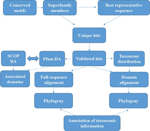 Workflow followed for GenDiS+. The sequence searches were carried out using BRS-MP approach for multi-membered superfamilies, as described in the Materials and Methods section. The hits were validated using a stringent validation using structure-based sequence alignments of superfamily members. From the validated hits, features like DA computation and phylogeny, domain and full-length alignment and phylogeny and conserved motifs were analysed and have been made available in the database.
