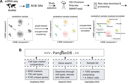 Overview of the database and features. (A) Data from selected single cell RNA sequencing experiments were downloaded from NCBI SRA and filtered according to a number of different criteria. Only mouse and human data were included. The bulk of the data came from three scRNA-seq platforms/protocols (10X Chromium, Drop-seq and SMART-seq2). Data were processed in a standardized bioinformatics pipeline. The example shows the sample SRS3059959 from mouse cerebellum. Analyses were conducted on the final processed data, and files were uploaded to PanglaoDB. (B) The three entry points of PanglaoDB are (i) the cell marker compendium, (ii) the gene search function and (iii) the sample list.