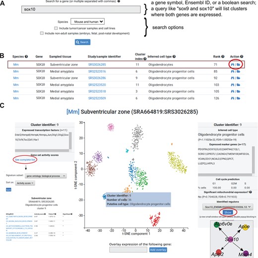 Data analysis visualization interface. (A) The search window box is one of the primary entry points to the data. Genes are queried using their gene symbols. The search function also recognizes any non-ambiguous gene aliases. Multiple genes can be separated by commas. (B) Partial search results from a query for Sox10 (first six rows shown). Each row represents one cell cluster where the gene is expressed. Columns correspond to the following: species (Mm = mouse, Hs = human), gene symbol, sampled tissue, study/sample identifier, cluster index (each sample is clustered and clusters are identified by their corresponding 0-indexed identifier), the inferred cell type of the cluster, gene expression is shown as ranks, and actions. The folder icon (indicated with a red circle) will open a more detailed view of the dataset where the cell cluster is located. (C) The interactive view, showing the 2D projection from t-SNE of one dataset (SRS3026285) from the subventricular zone. Colors correspond to clusters. Hovering the mouse over a cluster will open a transient window (blue box) with three rows: cluster identifier, number of cells in the cluster and putative cell type. When clicking on the cluster, the left and right boxes will open. The left box shows the number of expressed transcription factors in the selected cluster (the example lists 11 transcription factors in cluster 9). To explore gene set activities, the blue link can be clicked and a separate window will open. The right boxes shows the inferred cell type of the cluster (in the example, Oligodendrocyte progenitor cells), a P value from a hypergeometric test and a computed false discovery rate. Expressed marker genes are indicated in the box. Below boxes indicate number of cells in three phases of the cell cycle. The final box can be used to explore regulons.