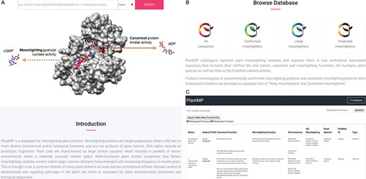 Layout of the PlantMP web server. Screenshot of the home page (A) beginning with a text search box that allows experienced users to quickly query and retrieve proteins of interest from three search options (protein name, UniProt ID and plant species) and then followed by a 3D model of a representative moonlighting protein (BRI1, UniProt ID: O22476) (14) docked with ATP and GTP and accompanied by clearly labeled primary and moonlighting catalytic activities to illustrate the function of the database. An introduction section that contains a brief description of moonlighting proteins and the database is provided to aid first time users navigate and extract information from the database. Following the Introduction is the `Browse Database’ section (B) where users can select from one of four lists of proteins: (1) All categories, (2) Confirmed moonlighters, (3) Likely moonlighters and (4) Predicted moonlighters. In the result page (C), moonlighting proteins in the PlantMP database contain UniProt IDs and names, canonical and moonlighting functions, GO numbers, plant species and links associated to the PubMed articles. Included in the canonical and moonlighting functions are their MF and BP extracted from UniProt (17). The website allows users to select desired proteins and export their results as Excel.