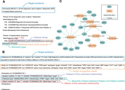 Cases of semantic association for entity recognition and semantic network inference. (A) A case of the MetaMap entity recognition result: the blue label represents the target sentence in the citation. The red label gives the Concept Unique Identifies in UMLS Metathesaurus. The purple label shows the variant string in each sentence, including its acronyms, abbreviations and synonyms. The orange label describes the preferred name of the concept. The green label is the semantic type of the recognized concept. (B) A case of the SemRep relationship extraction result: the blue label shows the target sentence in the citation. The orange label gives the entity recognition result mapping by MetaMap. The purple label and red label show the Subject and Object of the extracted relationship, respectively. The green label represents the semantic relation between subject and object entities. In this case, it means the subject `TP53 gene’ is associated with the object `Liver carcinoma’. (C) The semantic network in BTC: the green node represents curated genes. The orange node means the different tumour subtypes of BTC. The colour of the edge shows the SemRep extracted relation types.