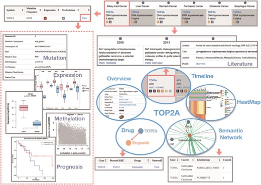 The use of the GIDB with the example of the TOP2A gene in BTC. It shows the query results of each function module related to BTC by searching `TOP2A’ in the GIDB.