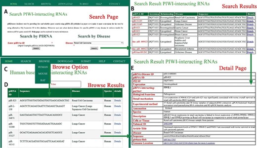 A schematic workflow for piRDisease. (A) Users can search individual piRNA or disease that is associated with piRNAs. (B) Searching results were shown. (C, D) piRNA-disease association data for three species were shown. (E)piRDisease provided detailed information for relevant piRNA that was associated with specific disease.