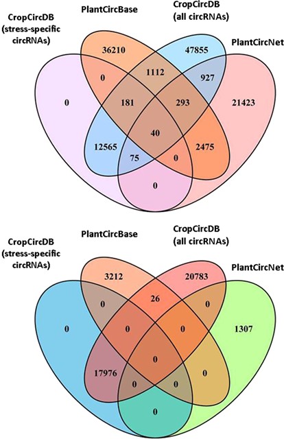 Comparison of three plant circRNA resources (CropCircDB, PlantCircBase, PlantCircNet). The top figure is for rice. The bottom figure is for maize.