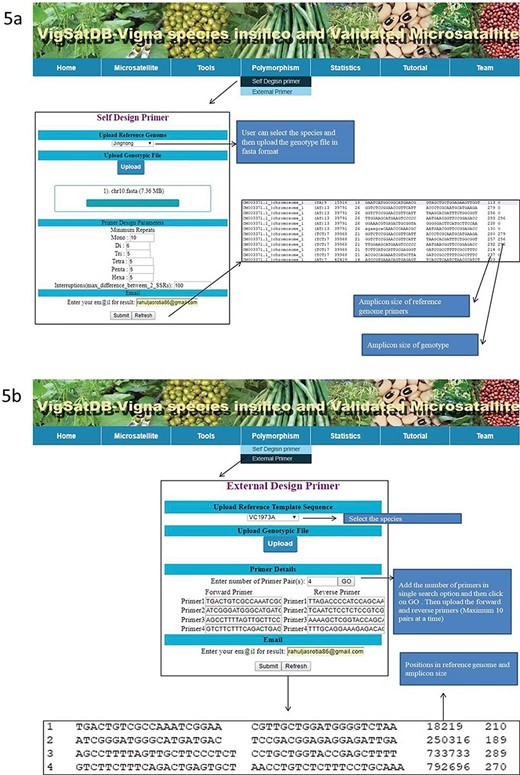 (A) In silico mining of SSRs and primer designing; (B)e-PCR evaluation of published primers using specific variety of Vigna species.