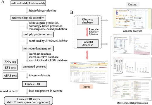 Overview of LanceletDB website. (A) Outline of LanceletDB building pipeline. Data flow is indicated by arrowed lines. (B) Architecture of LanceletDB website. Arrows denote direction of information flow, and several output pages are shown, including the popular genome browser (Gbrowse) and developmental presentations termed `Transcript Detail’, `Expression Pattern’ and `Orthologues among Species’.