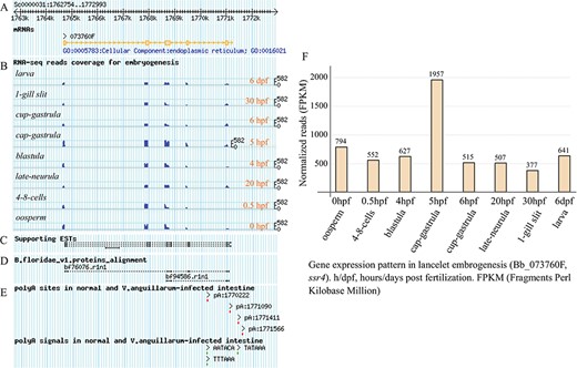 Exon structure of ssr4 gene model and its expression pattern during lancelet embryonic development. (A) Picture layer for tracking exon mapping. (B) Picture layer for tracking RNA-seq read mapping coverage. Reads generated from samples involved in lancelet embryogenesis, including oosperm (0 hpf), 4–8 cells (0.5 hpf), blastula (4 hpf), cap gastrula (5 hpf), cup gastrula (6 hpf), late neurula (20 hpf), 1-gill slit (30 hpf) and larve (6 dpf). (C) Picture layer for tracking ESTs to support gene model. (D) Picture layer for tracking BLAST alignment of Florida lancelet protein model to Belcheri’s genome. (E) Picture layer for tracking APA sites and poly(A) signals mapped to searched gene model. APA sites were identified by SAPAS method. (F) Bar chart indicating expression pattern of ssr4 during lancelet embryogenesis for 0 hpt to 6 dpf. Time points approximately correspond to major development stages such as oosperm, 4–8 cells, blastula, cap gastrula, cup gastrula, late neurula, 1-gill slit and larve. h/dpf, hours/days post fertilization; FPKM, Fragments per Kilobase Million. For direct browsing the example mentioned here, readers are asked to refer to http://genome.bucm.edu.cn/lancelet/search.php?seqkeywords=ssr4&db=Transcripts/B.belcheri_HapV2(v7h2)_cds.