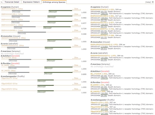 Screenshot of detail page with unfolded `Orthologues among Species’ tab to compare domain types and combination of myd88 orthologues between lancelet and other species. Pictures detail domain types and combination in identified myd88 orthologues among species (left). The myd88 orthologue ids (available in other resources) and length, including matched InterPro domains (ids, locus and description), are listed by species (right). IPR000488 labels death domain; IPR000157 labels Toll/interleukin-1 receptor homology (TIR) domain. For direct browsing the example described here, readers can refer to http://genome.bucm.edu.cn/lancelet/search.php?seqkeywords=Bb_172050R&db=Transcripts/B.belcheri_Hap V2(v7h2)_cds.
