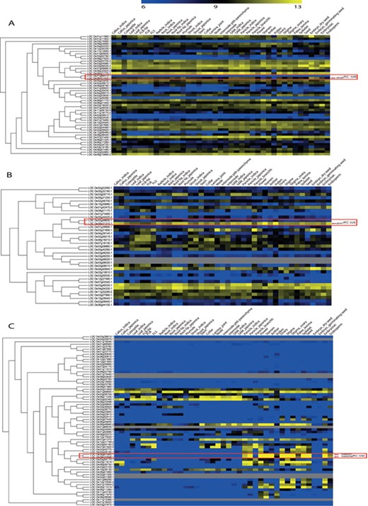 Illustration of phylogenomics analysis utility using characterized genes and their closest paralog for (A) Plant homeodomain family, (B) GCN5-related N-acetyltransferases family and (C) the MADS-box family. Red box indicates paralog pairs and their expression pattern. Red arrow indicates characterized gene(s) of that pair.
