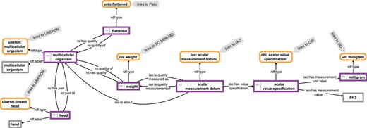 Example for a knowledge graph. The knowledge graph describes parts of the anatomy of a particular multicellular organism that is of a flattened shape, has a weight of 84.3 mg and has a head as its part. The description is not comprehensive and follows the open world assumption. Parts of the graph specify relations between instances (purple-bordered boxes) or specify values or labels referring to instances (gray-bordered boxes) and thus represent instance-based subgraphs, whereas other parts link to class expressions (yellow-bordered boxes), which in turn link to class-based subgraphs provided by the respective ontologies (IAO, information artifact ontology (44); OBI, ontology for biomedical investigations (45); PATO, phenotype quality ontology (46); SC-MDB-MD, semantic Morph·D·Base source code ontology for the morphological descriptions module; UBERON, Uber-anatomy ontology (47); UO, units of measurement ontology (48)). For reasons of clarity, resources are not represented with their URIs but with labels.
