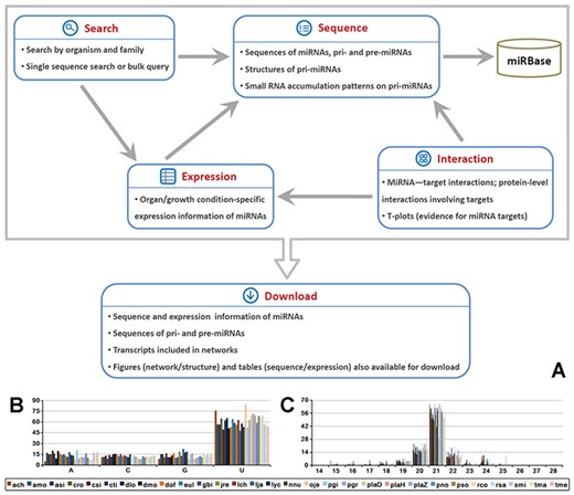 Brief summary of MepmiRDB (medicinal plant microRNA database). (A) Functional flow chart of MepmiRDB. The database provides four major functional modules, ‘Sequence’, ‘Expression’, ‘Interaction’ and ‘Search’. All of the sequence and expression data could be retrieved from ‘Download’. (B) 5′ first nucleotide composition of the miRNAs deposited in MepmiRDB. (C) Sequence length distribution of the miRNAs deposited in MepmiRDB. For (B) and (C), the 29 plant species are indicated by different colors, as shown on the bottom.