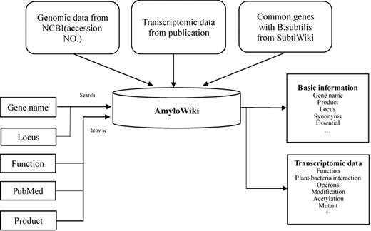 Data source and structure of AmyloWiki.