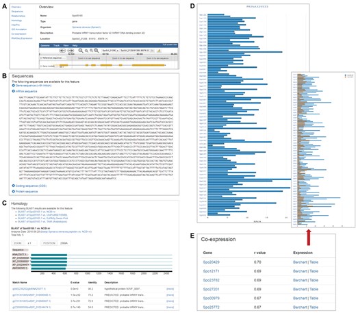 Gene feature page in SpinachBase. (A) Overview of a gene feature page. The page contains basic information about the gene feature including gene name, organism, gene location on the genome and functional description. The gene structure can be seen in JBrowse embedded in the page. The left panel provides links to different sections with different content types. (B) Section on the gene feature page showing sequence information of the feature. (C) Section on the gene feature page listing the homologs of the gene identified by BLAST. (D) Section on the gene feature page listing the normalized expression values from a selected project. (E) Section on the gene feature page showing genes that are co-expressed with a specific gene.
