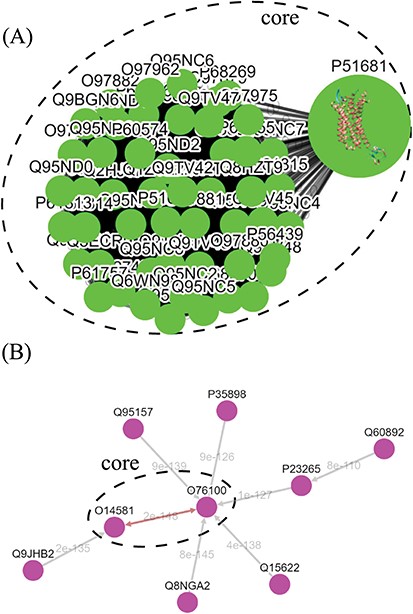 Tree diagrams of the first-level GPCR clusters, showing member sequences of cluster Pe001, which has a conservative core (A); and member sequences of cluster Ol001, which has no conservative core (B). In (A), the 3D protein structure of P51681 is displayed in its node, and a line segment is used to represent a zero-distance edge connecting two nodes in the core. In (B), a double-headed arrow is used to represent the shortest edge connecting two nodes in the core, and a single-headed arrow (directed toward the node closer to the core) is used to represent all other edges connecting two nodes in the cluster. Each edge is labeled with its length.