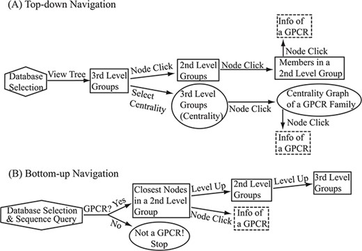 Flowchart of the two navigation interfaces of the SeQuery database, including the top-down navigation scheme (A) and the bottom-up navigation scheme (B). Source databases are represented by hexagons. In the top-down and bottom-up interface designs, we use solid squares to represent generated MSC graphs and ovals to represent alternative centrality graphs or warnings of detected non-GPCR. Dashed squares represent modal boxes providing information about a GPCR sequence when its corresponding node is clicked.