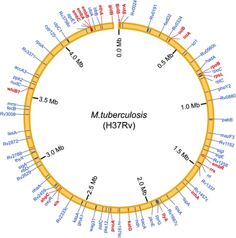 Genomic distribution of the curated drug resistance-associated molecules in M. tuberculosis. Drug resistance-associated molecules that were detected in the molecular epidemiology research are shown by red lines, whereas that were identified in the mechanism exploration research are shown by blue lines.
