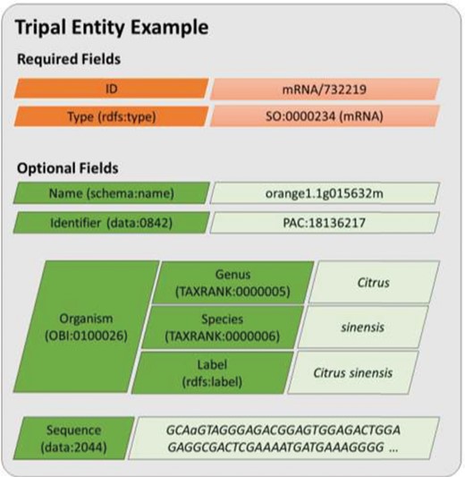 A diagram representing an entity model in Tripal v3. Each field consists of a key–value pair where the key must be defined using a controlled vocabulary term. The ID and type fields are required while all other are optional. Fields may have a single value or be a nested array of key–value pairs where keys must also use controlled vocabulary terms. This example includes real field data for the transcript named, orange1.1g015632m from the Citrus Genome Database.