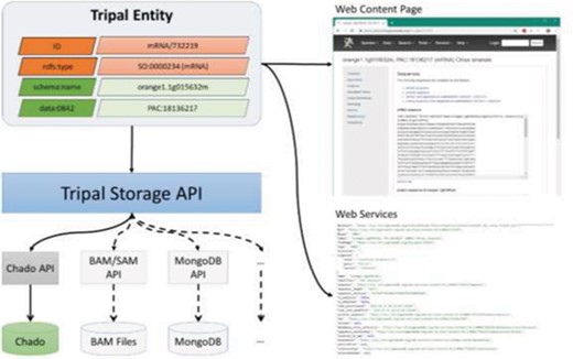 A diagram representing the Tripal Storage API and its relationship to content on a Tripal website. The Storage API sits between the Tripal Entity data model and the storage back-ends, allowing data to be integrated from multiple storage locations into a single entity.