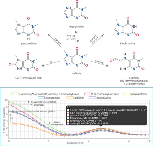 Comparison of free energy profiles of caffeine and its metabolites showing an increase of penetration barrier according to the type of metabolizing reaction and to the nature of chemical modification.