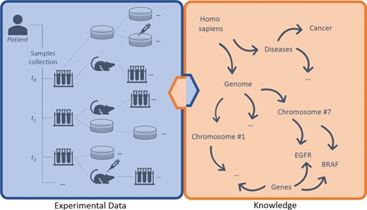 Large-scale experiments in translational research. On the left, the production of operational data derived from patient’s samples, which generate hierarchical structures with several bioentities. On the right, the knowledge that describes abstract concepts. Each starting sample can be serially propagated in experimental branches to assess clinical hypotheses (e.g. the sensitivity of cancer cells to specific drugs) and to get insights about ‘-omics’ data. Results should be annotated along branches by virtually connecting experimental reports, scattered along nodes, to biological features in knowledge. New results create new knowledge, strengthening the loop of translational cancer research.