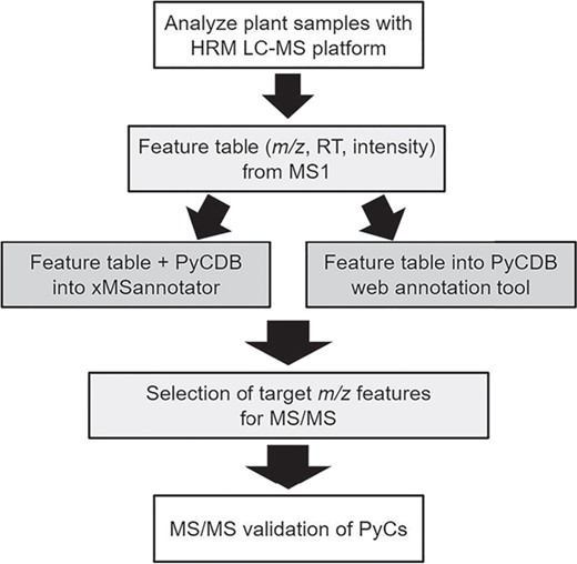 HRM workflow for PyC detection and validation. Using liquid chromatography with ultra-high resolution mass spectrometers followed by the application of data extraction algorithms, broad characterization of the metabolites (mass-to-charge, m/z; retention time, RT; and relative intensity) can be obtained. The mass spectral feature table is then searched against the database of compounds using matching criteria such as a retention time window and maximum allowable parts per million differences. Annotated features of interest are then targeted for validation by collision-induced dissociation using MS/MS.