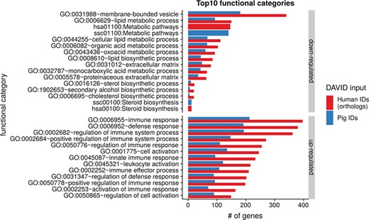 Top 10 DAVID functional annotation categories for human and porcine gene IDs. The numbers of assigned genes to the top 10 functional categories obtained from DAVID GO chart analysis (top 10 of each database collected) are shown for up- and downregulated genes, respectively.