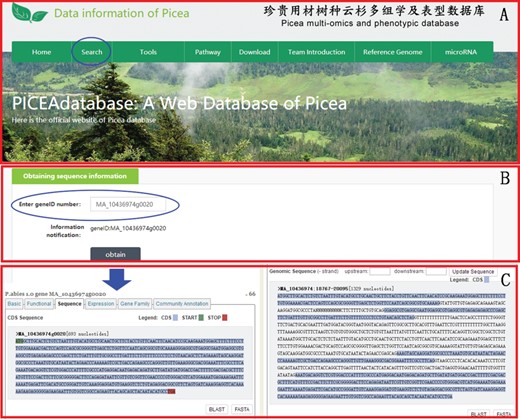 An example of how to use the search module to get the gene sequence information of P. abies in PICEAdatabase. (A) The ‘blue ovals’ indicates the linkage to the search module page. (B) Input the gene ID to search the gene sequences. (C) The sequence information of the searched gene.