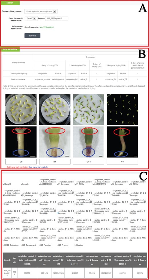 An example of how to use the search module to get the omics and phenotype information in PICEAdatabase. (A) Choose a library and input the gene ID to search the information. (B) The information and code names of the materials. (C) The result of the searched gene.