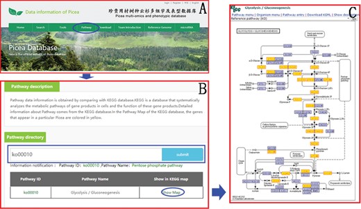 An example of how to obtain the KEGG pathway message in PICEAdatabase. (A) The ‘blue ovals’ indicate the linkage to the KEGG module page. (B) The ‘blue box’ indicates the search box for the KEGG pathway. (C) An example of a KEGG map and the genes that appear in Picea are colored yellow.
