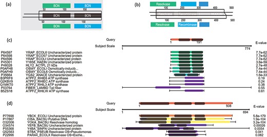 Case examples for E. coli uncharacterized proteins. (a) Protein domain visualization of YRAP_ECOLI and HLY2_ACTPL; (b) protein domain visualization of YBCK_ECOLI and CISA_BACSU; (c) (d) sequence and domain alignments are combinedly displayed in the view of multiple hits.