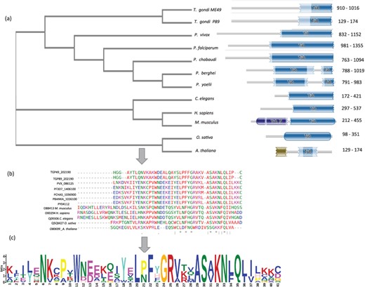A schematic representation TUB family across 12 species shown here. (a) Phylogenetic analysis of TUB domain showing evolutionary conservation (using NJ method) sharing similar domain architecture (b) Conserved region across TUB domain among different species by multiple sequence alignment (using CLUSTAL-OMEGA) (c) Motif representation of TUB family proteins along with a consensus sequence logo across 12 species.
