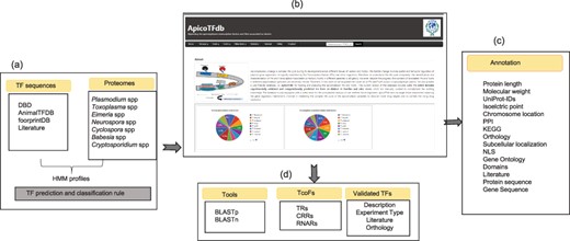 ApicoTFdb: Development and working pipeline (a) TF prediction and classification rule using known TF sequences. (b) Home page of ApicoTFdb is divided into different sections, namely browse, tools (includes BLASTP and BLASTn), TcoFs, other links, statistics, and tutorials (c) Annotation available in ApicoTFdb (d) TcoFs are mainly classified into 3 main classes i.e. TRs, CRRs and RNARs with their associated annotation and information related to experimentally verified TFs is also presented in a separate section.