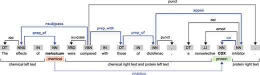 Example illustrating the dependency structure of a sentence from the CHEMPROT training dataset (PMID 10340919). In this example, we considered the relation between the ‘meloxicam’ chemical mention and the ‘COX’ protein mention. The SDP is highlighted in bold and blue color.