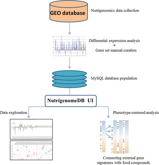 Framework of the methodology for setting up NutriGenomeDB web application. Following identification of studies related to nutrigenomics at the cellular level, experiments were analyzed for gene differential expression. Manually curated gene sets defining each experiment with specific foods and bioactive compound were defined and stored in a MySQL database. The web application interface allows performing exploratory analysis of those data through interactive visualizations. An analysis module allows connecting external gene signatures with food compounds using a gene pattern-matching algorithm.