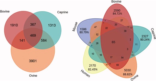 Number of microRNAs common to different species. Venn diagram showing bovine, caprine and ovine unique microRNAs listed in the RumimiR database. Venn diagram showing bovine, caprine and ovine microRNAs listed in the RumimiR database together with the human and mouse microRNAs listed in miRBase (release 22).