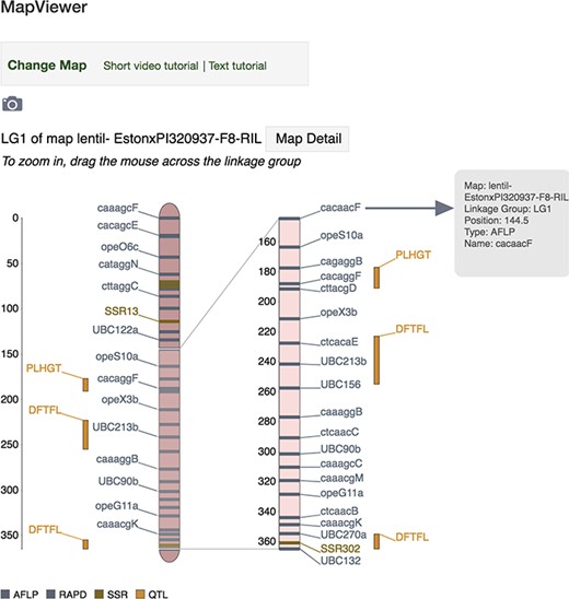 MapViewer main page displaying interactive linkage group interface. Hover above a locus (genetic marker, MTL or QTL) or its label on the zoomed view and a tooltip dialog will appear showing more detailed information about the locus such as map, linkage group, position, type and name. Click on a locus or its label to launch the associated corresponding genetic marker, MTL or QTL Tripal page.
