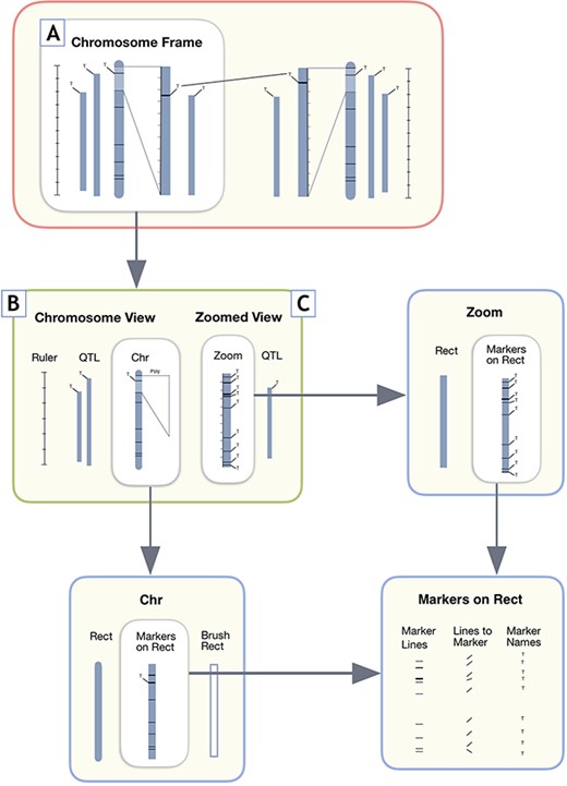 User interface design components for MapViewer linkage group display. A. The Chromosome Frame, which acts as a container for the other drawing elements. B. Chromosome View is a child element of the Chromosome Frame parent. C. The Zoomed View child element draws the zoomed in region to the side of the full linkage group.