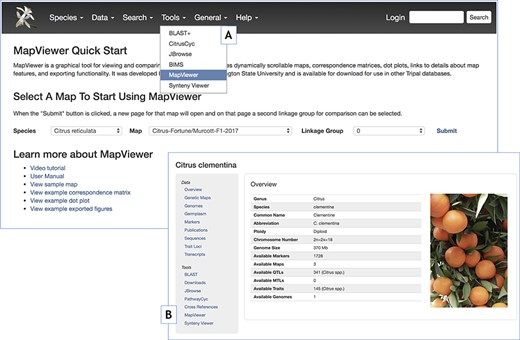 MapViewer Quick Start landing page introducing MapViewer functionality and providing usage instructions and examples. A. Tools menu reference to the MapViewer landing page. B. Reference to the MapViewer landing page through the table of contents side panel in the Tripal Organism or Species pages.