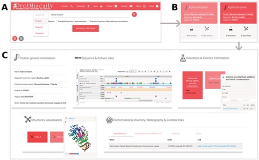 (A) Homepage of ProtMiscuity. The database can be searched using protein names, organism and target reaction. In this example, a search for the protein alpha-amylase is performed. (B) Results page. It shows all matches to the query term in the form of protein-specific cards. In this example, alpha-amylases from two distinct organisms are retrieved. (C) Information page. Clicking on one protein’s card displays all the available information about it, organized in five sections of interest. From top to bottom, left to right: a general description of the protein; the mapping of the canonic and promiscuous active sites, along with other sources of relevant information, on the protein’s sequence; information about canonic and promiscuous activities, with known substrates, products and kinetic parameters (top panel); a visualization of each available structure of the protein, with catalytic sites mapped on it; and examples of conformational diversity, plus links to relevant bibliography and other databases, as separate tabs (bottom panel).