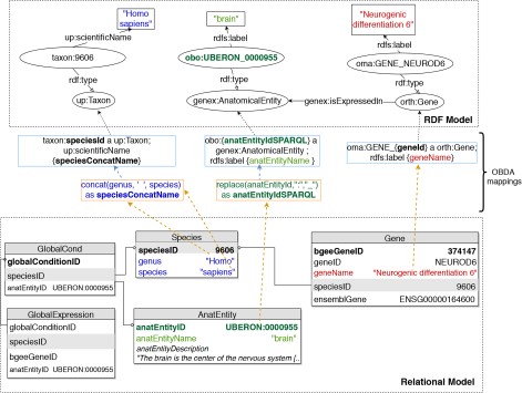 An illustration of relational-to-RDF mappings on a sample of the Bgee database. These mappings address both ‘schema-level’ heterogeneity (an example is shown in blue), as well as ‘data-level’ heterogeneity (shown in green). A mapping can also be a simple 1-to-1 correspondence between a relational attribute (e.g. ‘geneName’, shown in red) and its equivalent RDF property (in this case, an ‘rdfs:label’ of an ‘orth:Gene’ instance). Namespace prefixes are defined in Supplementary data Table S1.