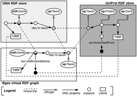 Example of virtual links among UniProt, OMA and Bgee data stores.