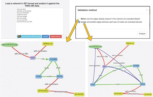 SIF and interactors validation. This panel offers a text area to insert a SIF network description, which is particularly useful to rapidly design or import custom networks in the web interface. The SIF description is in the form of <SOURCE_ENTITY> < ACTION_TYPE> < TARGET_ENTITY>. When the SIF network is loaded, all the valid entities, provided with accepted names, aliases or accessions, are automatically recognized, and their naming is normalized according to the RING naming conventions. Unrecognized entities are highlighted in yellow color. The loaded network loaded may be further validated in terms of interactions, thanks to the Validate Network procedure, which exploits the RING knowledge in order to also confirm if the interactions described in SIF belong to the current knowledge and possibly if some connections are missing.