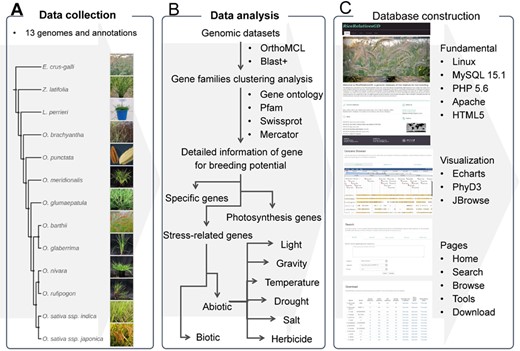 The flow diagram to show design and construction of RiceRelativeGD. (A) Data collection: genomic data from the cultivated rice and its relatives. (B) Data analysis: a flow chart to show the analyses used in the curation of the data included in the database, including the identification of specific genes and genes related to photosynthesis and stress tolerance. (C) Database construction: tools used in construction of the database and building functional modules of the database.