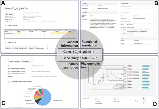 A case study for the application of RiceRelativesGD (showing the related information of the EC_V6.g004014 gene). (A) General information about the gene. (B) Functional annotation of the gene. (C) Description of the gene family to which EC_V6.g004014 belongs. (D) Phylogenetic tree of the genes in the gene family to which EC_V6.g004014 belongs.