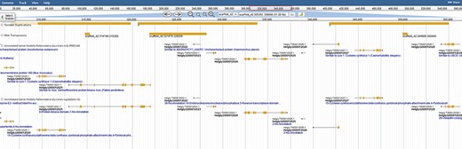 Colocalization of transposable elements, tandem duplications and genes may hint to how effector genes diversify. JBrowse annotations are in the following order: tandem duplications, DNA transposons, interpro-annotated genes and ortholog-annotated genes. Ortholog names represent the number of orthologous annotations among nine related plant-parasitic nematodes in the Tylenchia subclass.