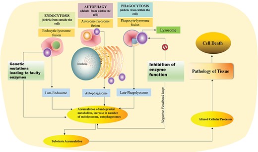Graphical presentation of debris degradation by lysosomal enzymes and associated disorders due to defect in the lysosomal enzyme.